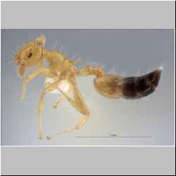 Crematogaster quadriruga Forel, 1911 lateral