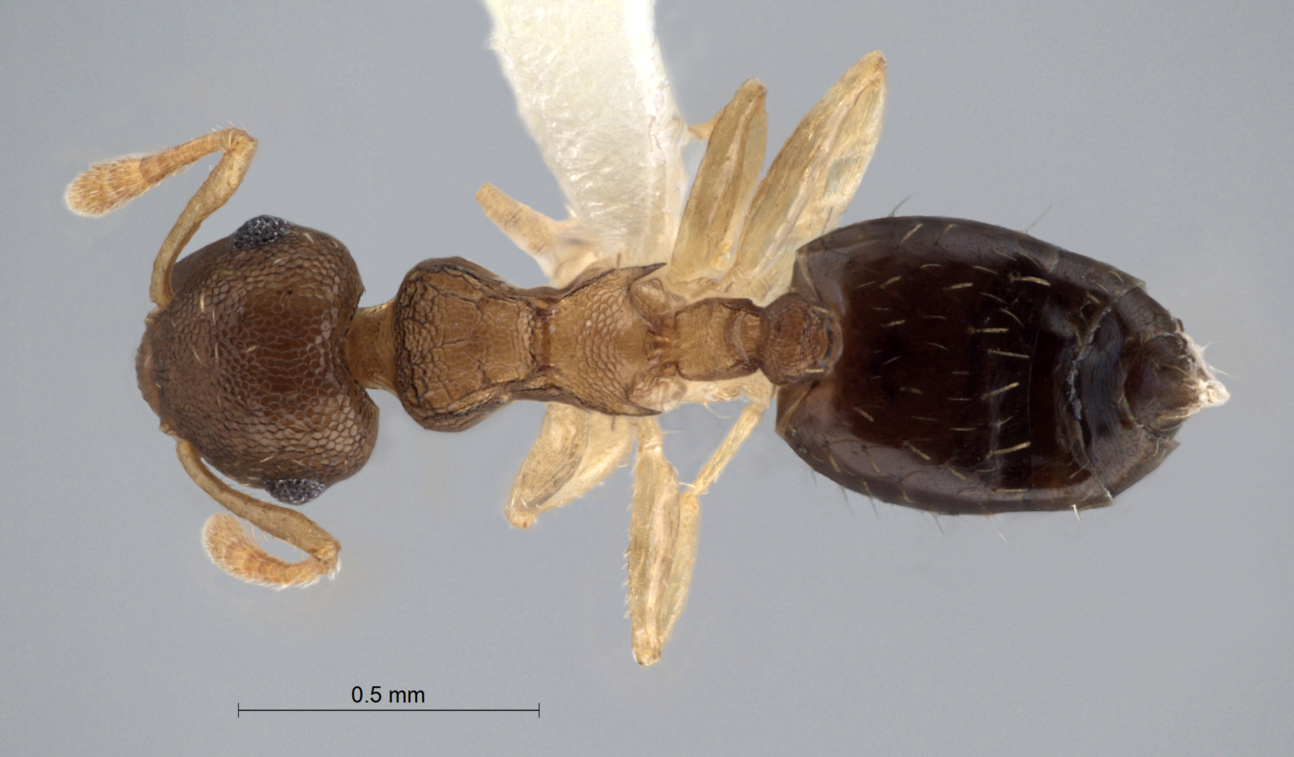 Foto Crematogaster reticulata Hosoishi, 2009 dorsal