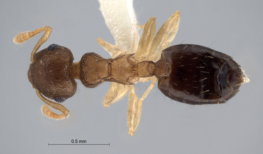 Crematogaster reticulata Hosoishi, 2009 dorsal