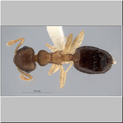 Crematogaster reticulata Hosoishi, 2009 dorsal