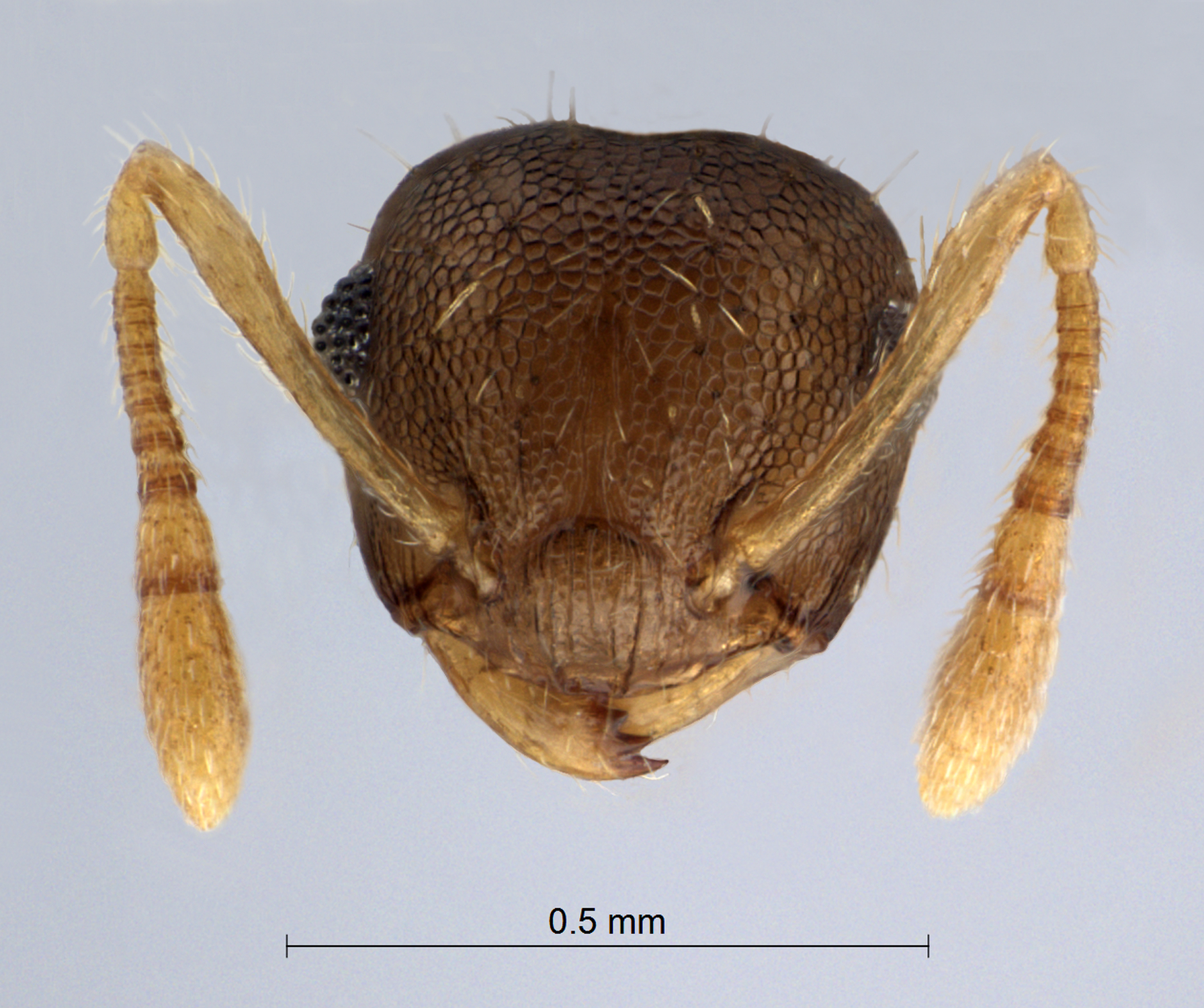 Foto Crematogaster reticulata Hosoishi, 2009 frontal