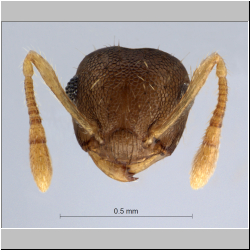 Crematogaster reticulata Hosoishi, 2009 frontal