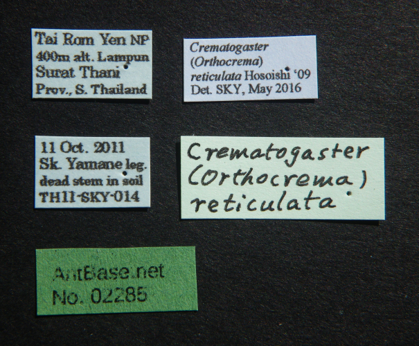 Foto Crematogaster reticulata Hosoishi, 2009 Label