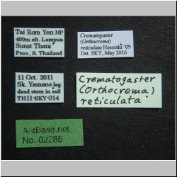 Crematogaster reticulata Hosoishi, 2009 Label