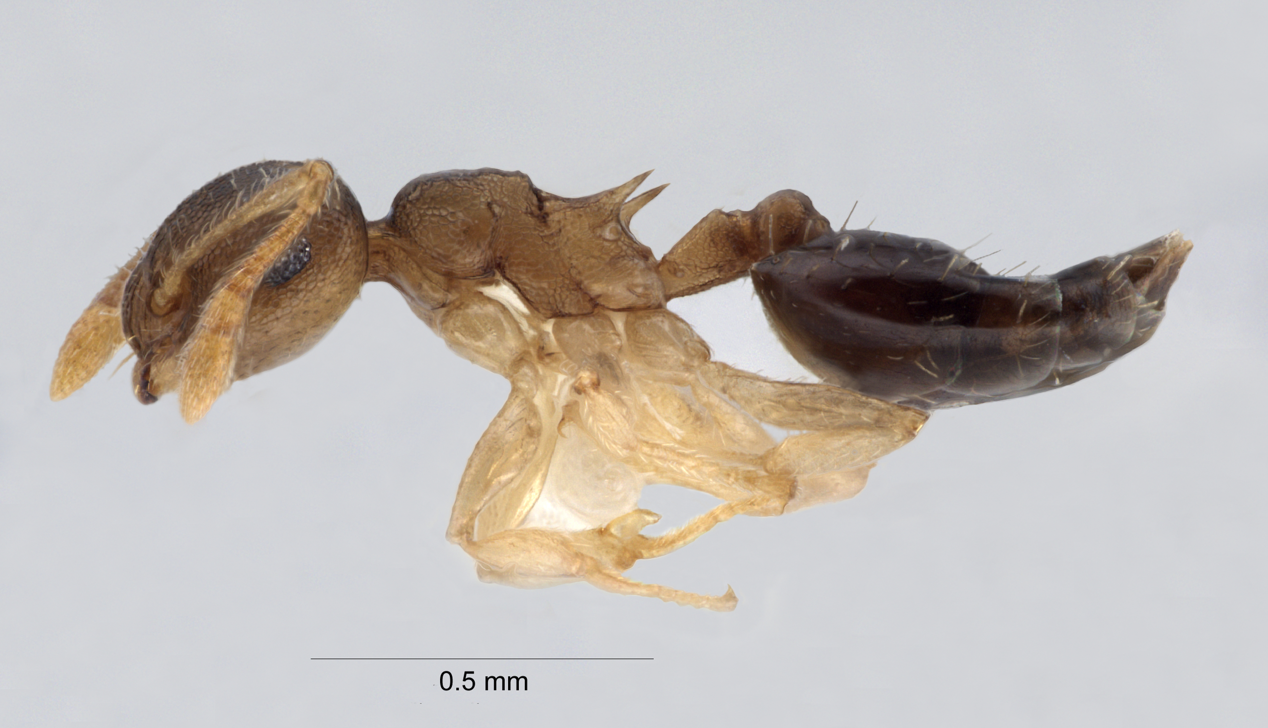 Foto Crematogaster reticulata Hosoishi, 2009 lateral