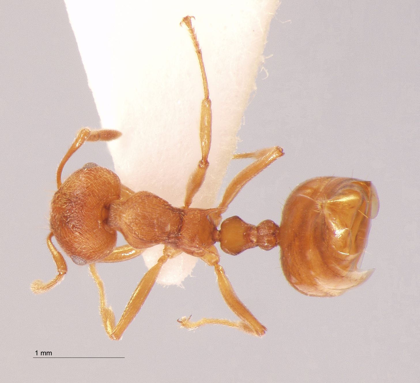 Foto Crematogaster rogenhoferi var. complex dorsal