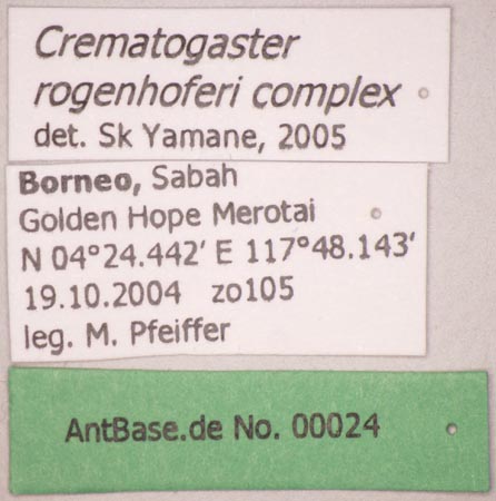 Foto Crematogaster rogenhoferi var. complex Label