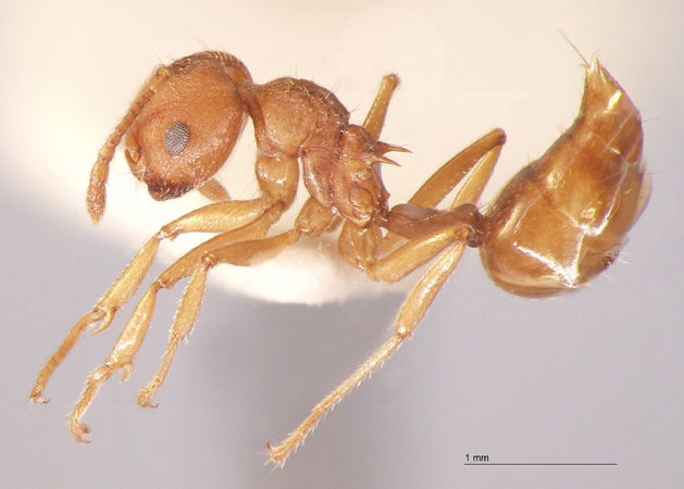 Crematogaster rogenhoferi var. complex lateral