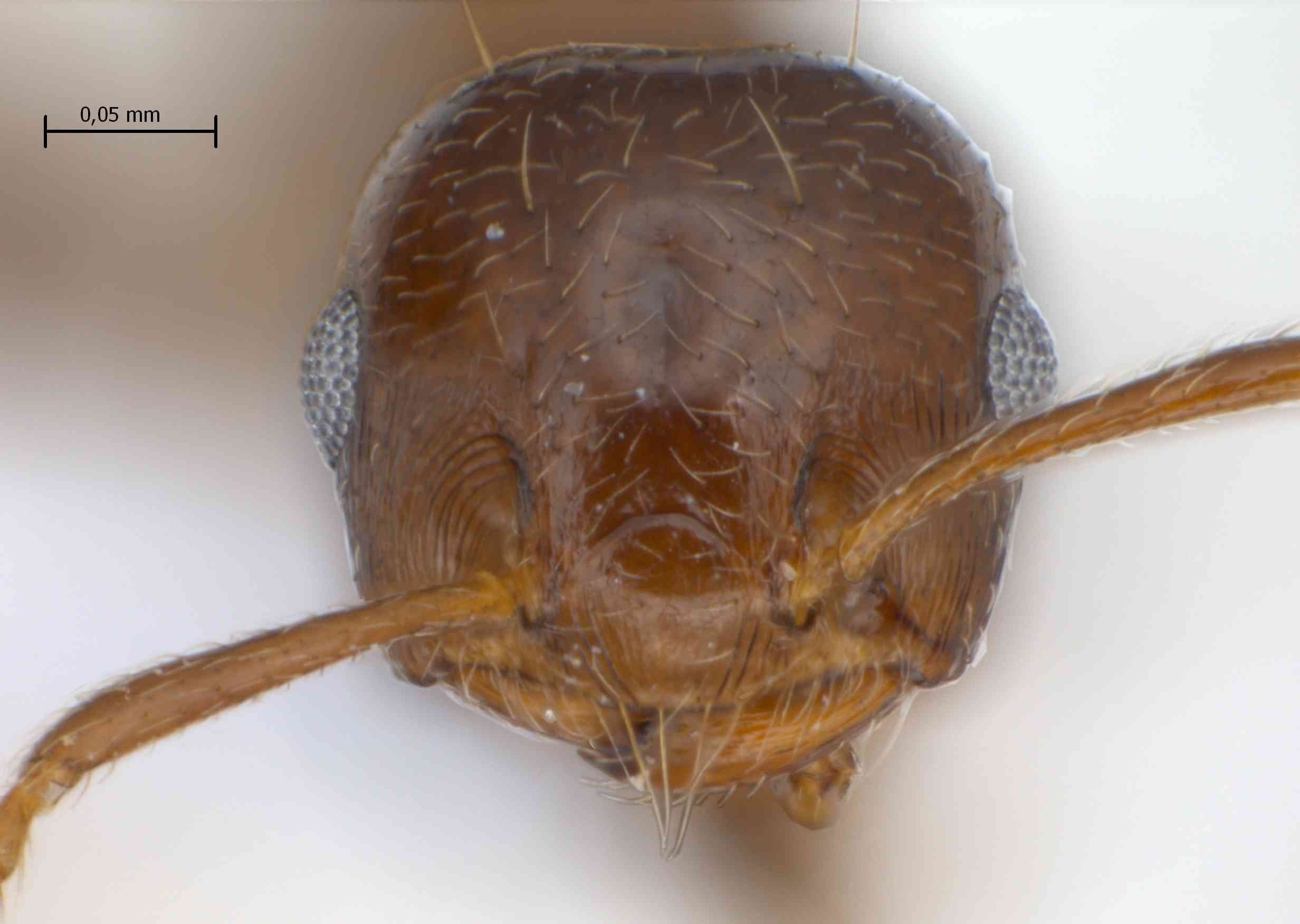 Foto Crematogaster rogenhoferi Mayr, 1879 frontal