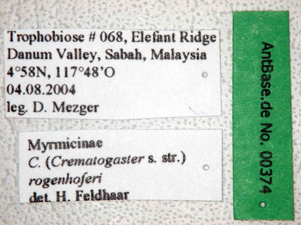 Foto Crematogaster rogenhoferi Mayr, 1879 Label