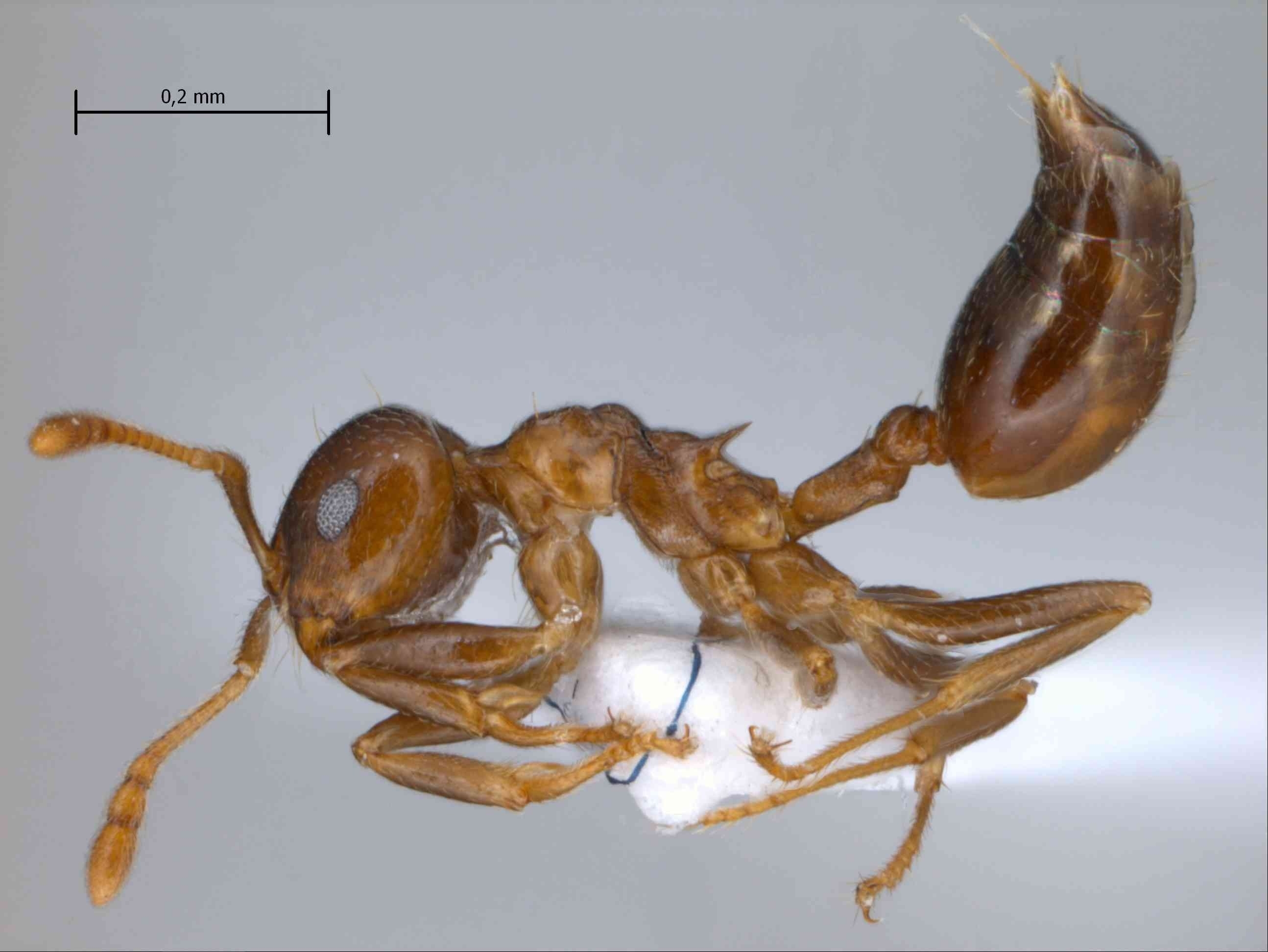 Foto Crematogaster rogenhoferi Mayr, 1879 lateral