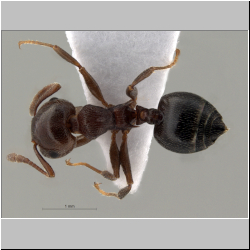 Crematogaster schmidti (Mayr, 1853) dorsal