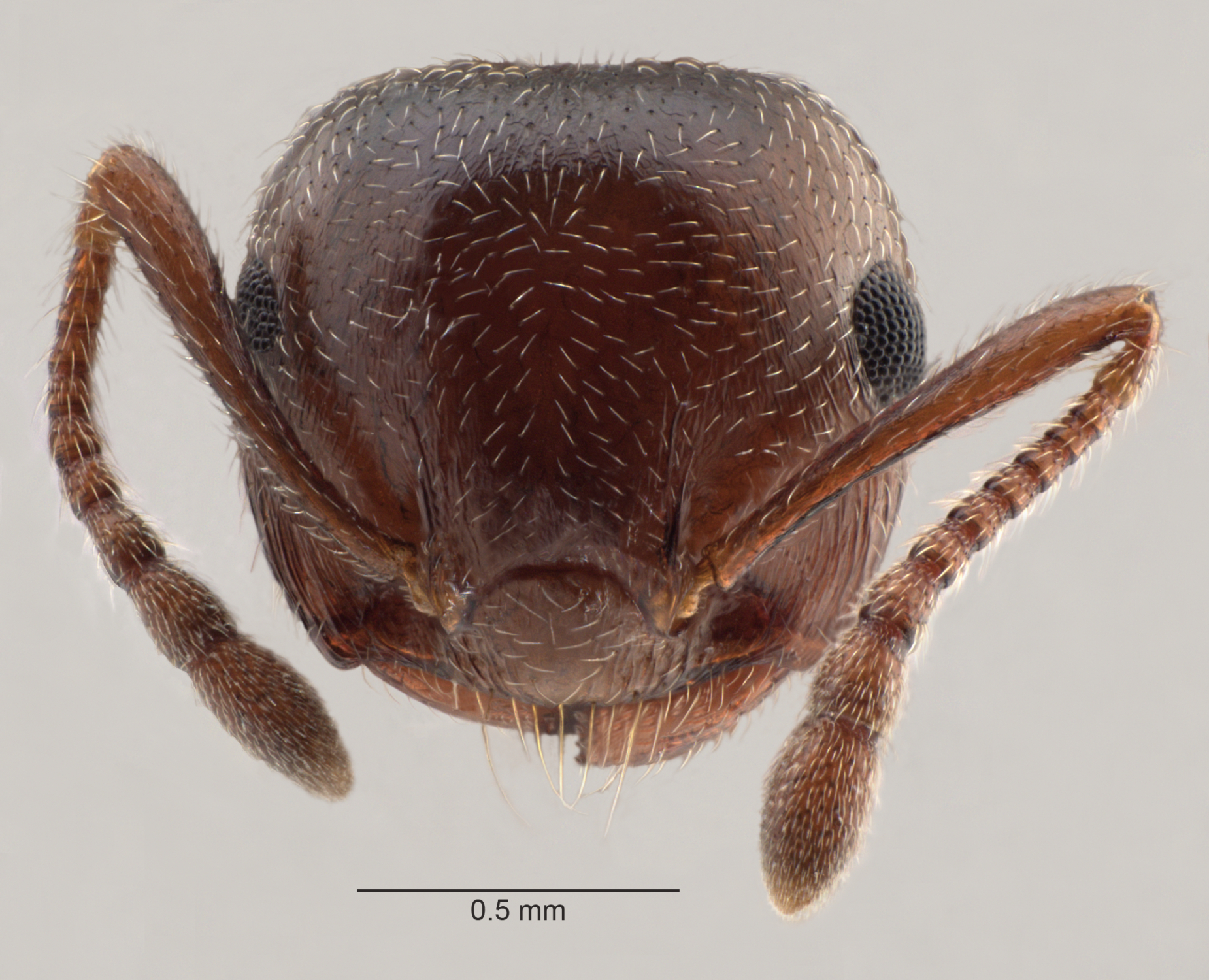 Foto Crematogaster schmidti (Mayr, 1853) frontal