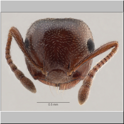 Crematogaster schmidti (Mayr, 1853) frontal