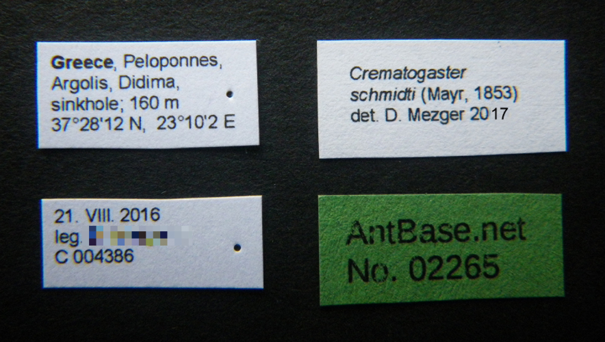 Foto Crematogaster schmidti (Mayr, 1853) Label