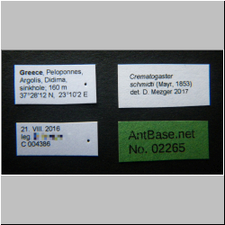 Crematogaster schmidti (Mayr, 1853) Label