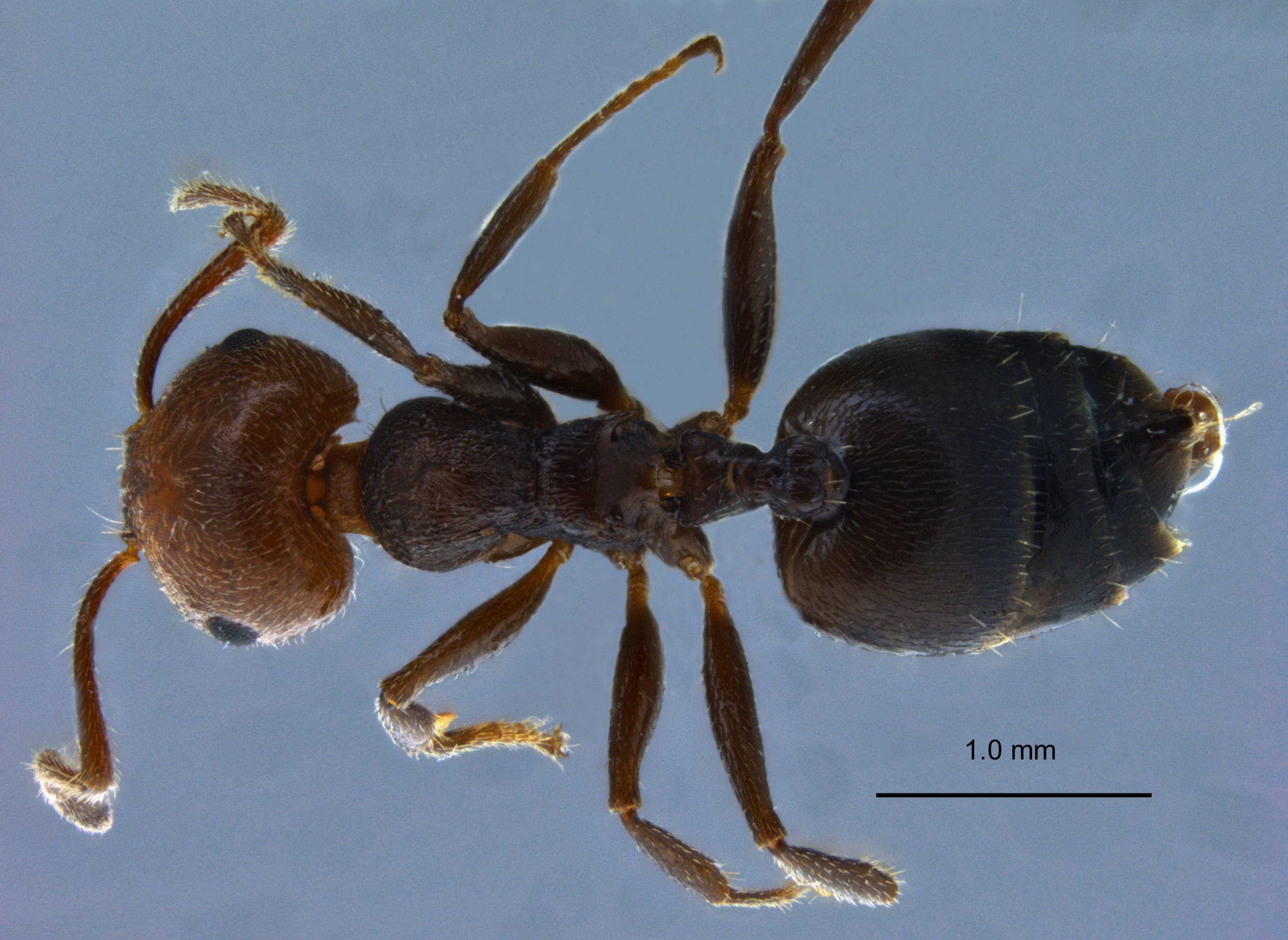 Foto Crematogaster scutellaris dorsal