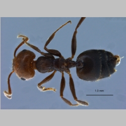 Crematogaster scutellaris dorsal