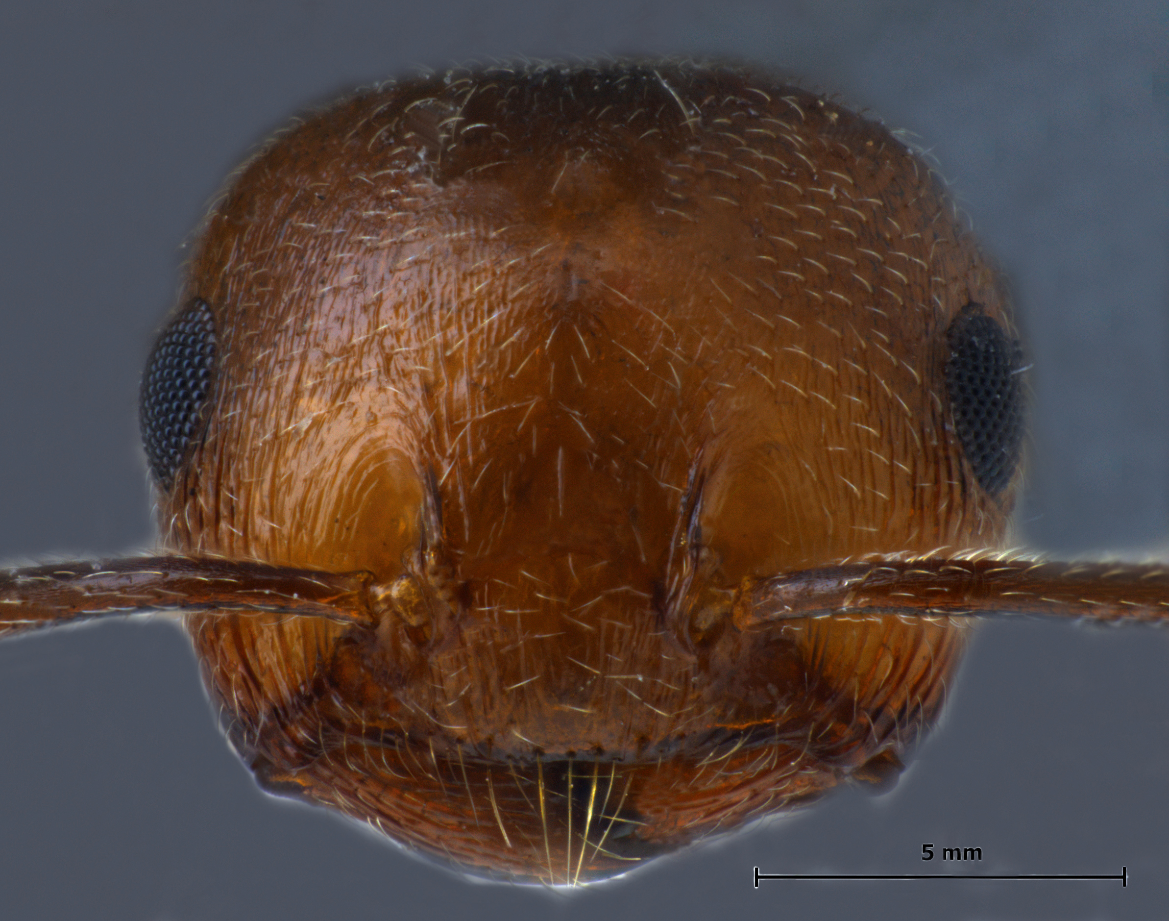 Foto Crematogaster scutellaris frontal