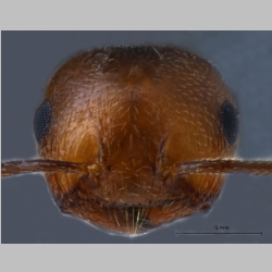 Crematogaster scutellaris frontal