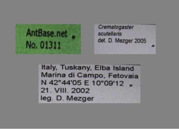 Foto Crematogaster scutellaris Label