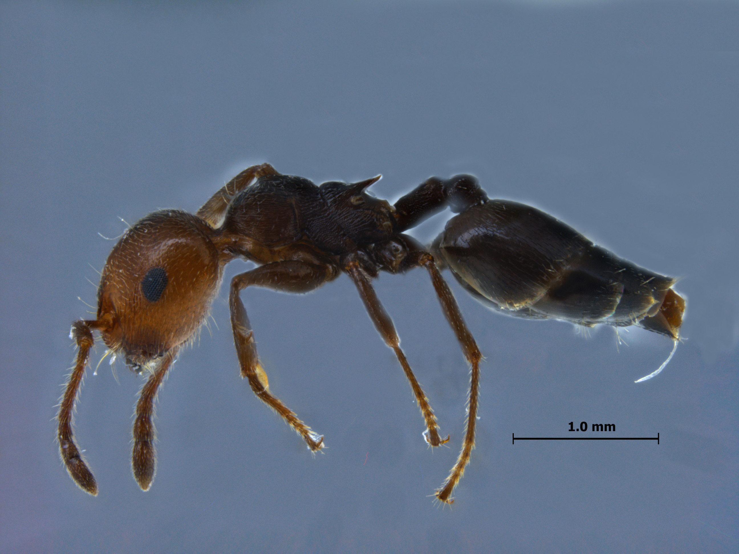 Foto Crematogaster scutellaris lateral