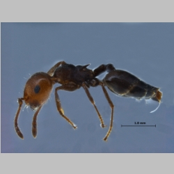 Crematogaster scutellaris lateral