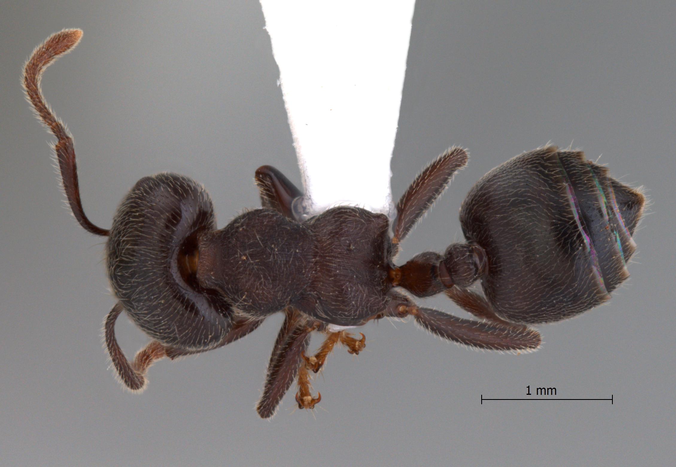 Foto Crematogaster sewardi Forel dorsal