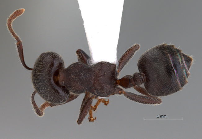 Crematogaster sewardi Forel dorsal