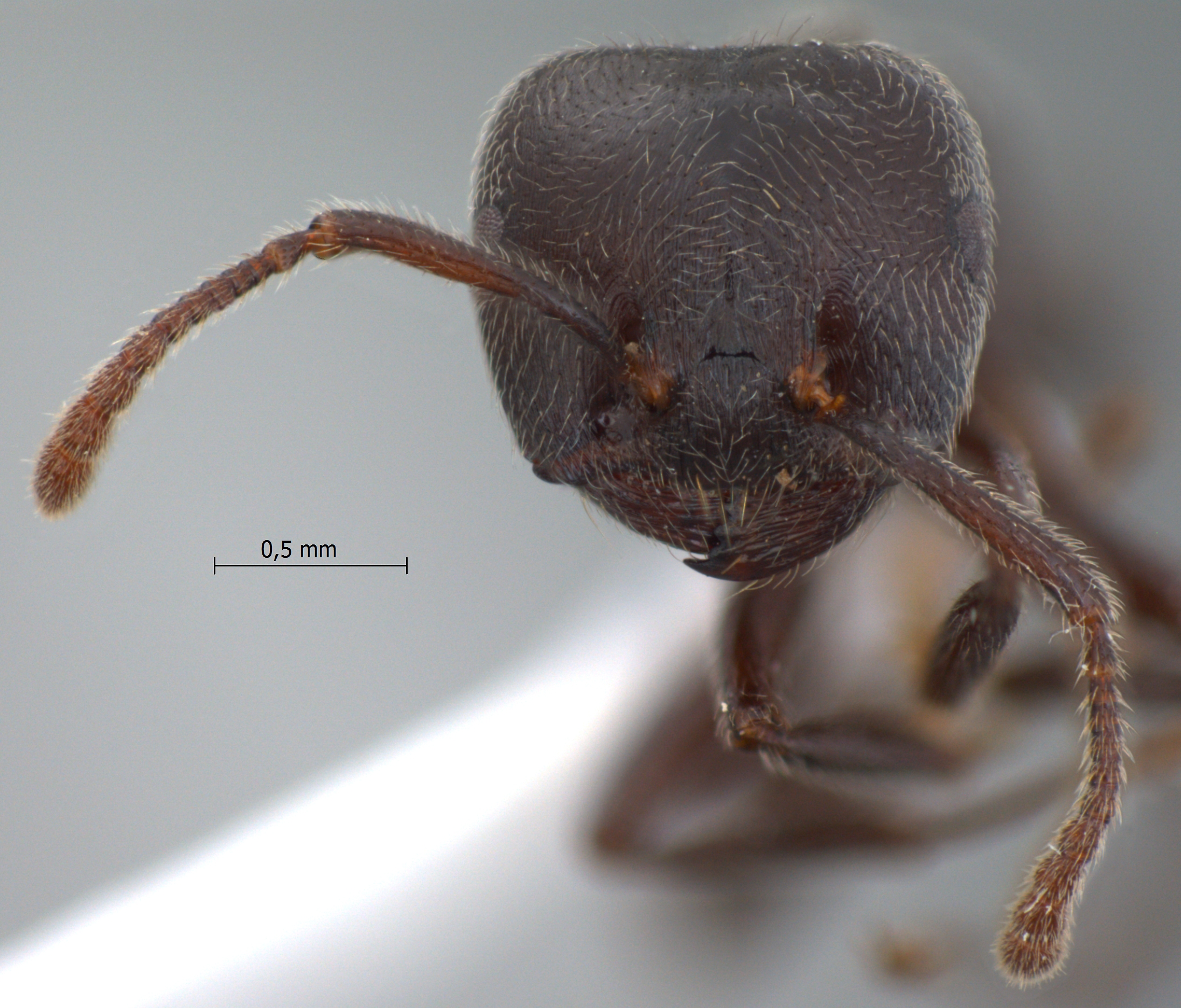 Foto Crematogaster sewardi Forel frontal