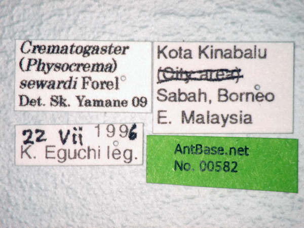 Foto Crematogaster sewardi Forel Label