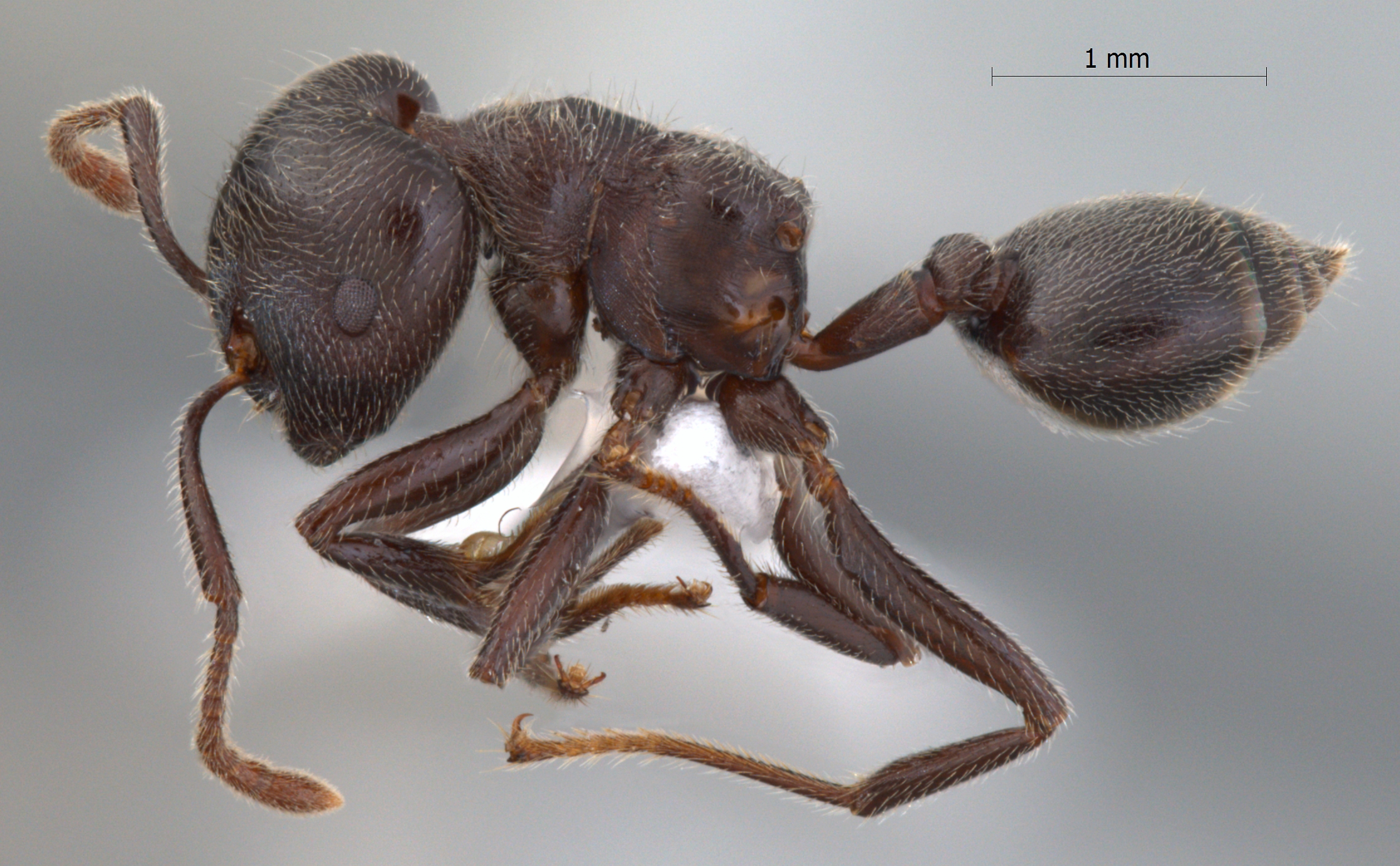 Foto Crematogaster sewardi Forel lateral