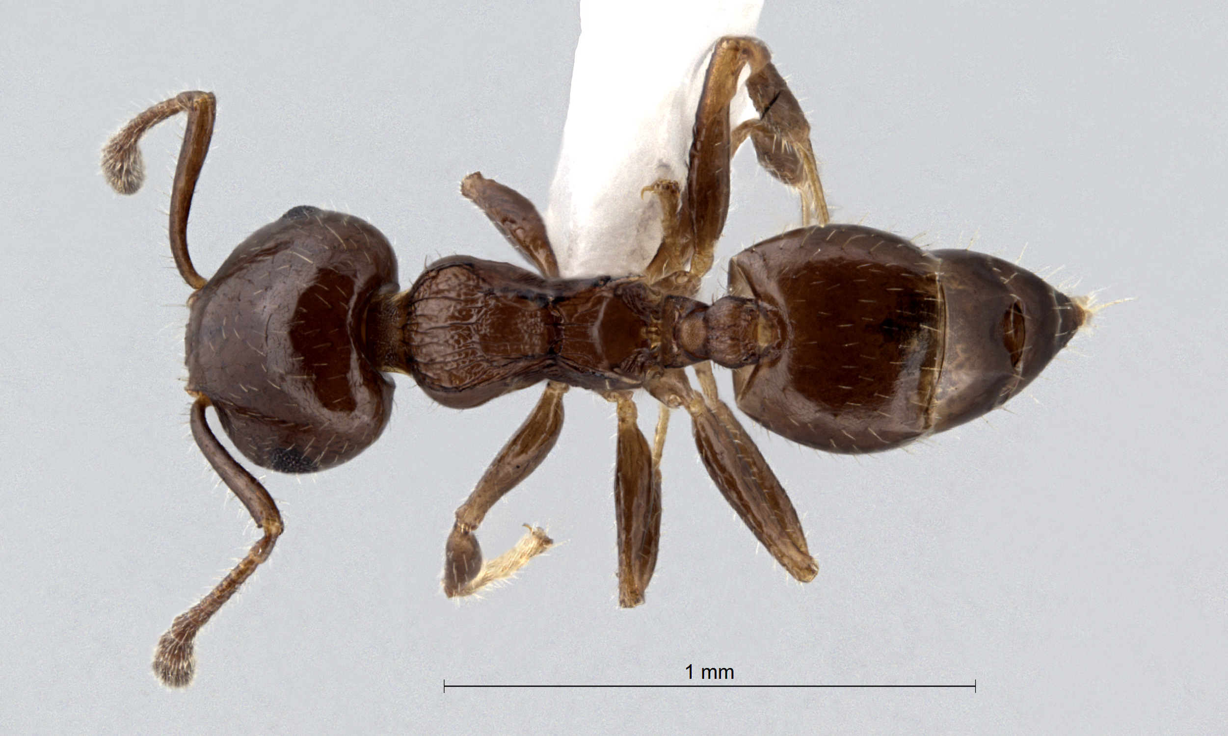 Foto Crematogaster simboloni Hosoishi & Ogata dorsal