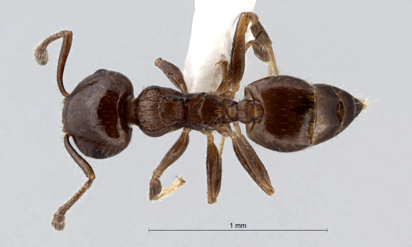 Crematogaster simboloni Hosoishi & Ogata dorsal