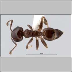 Crematogaster simboloni Hosoishi & Ogata dorsal