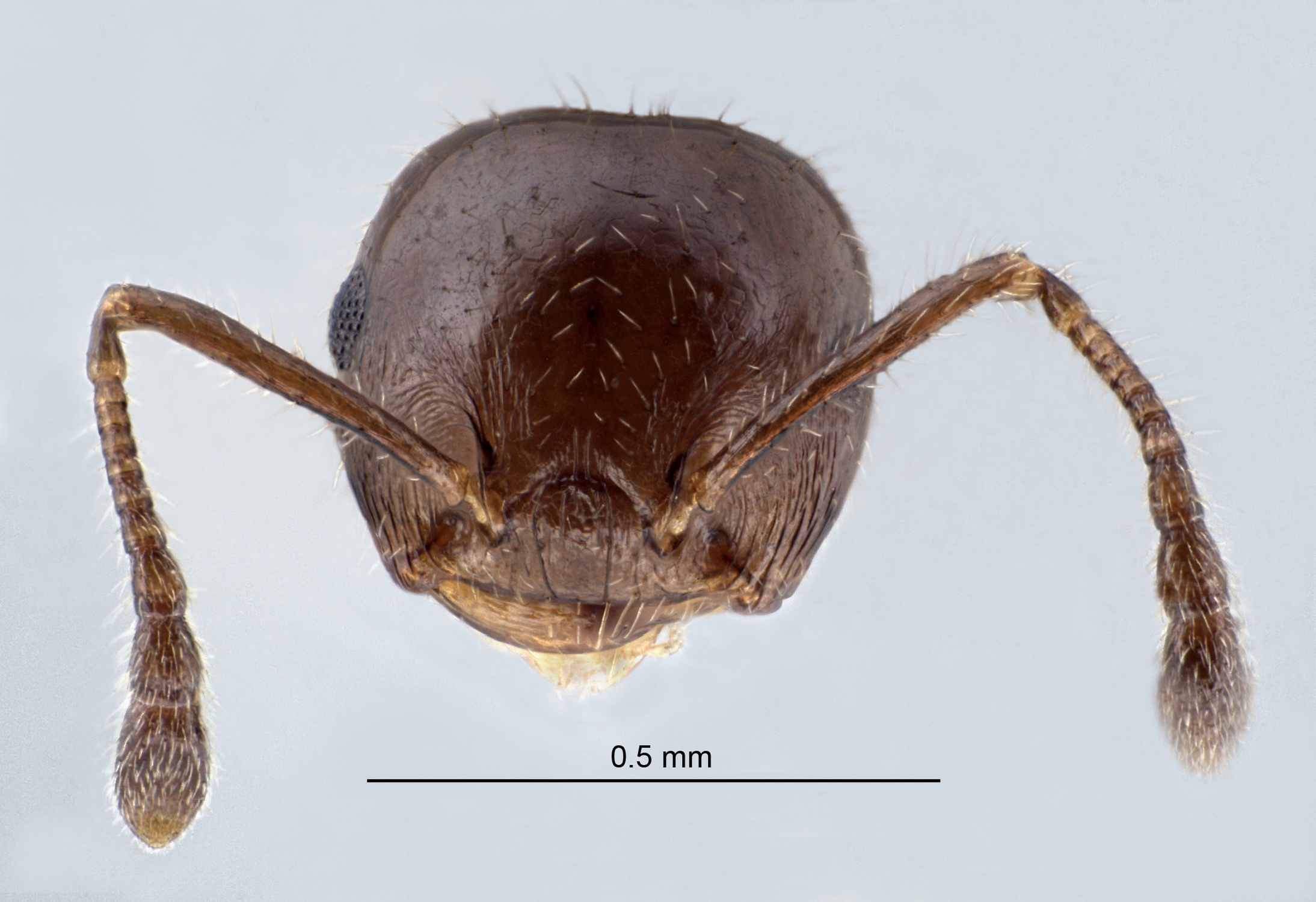 Foto Crematogaster simboloni Hosoishi & Ogata frontal