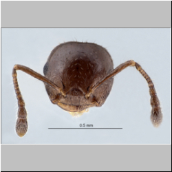 Crematogaster simboloni Hosoishi & Ogata frontal