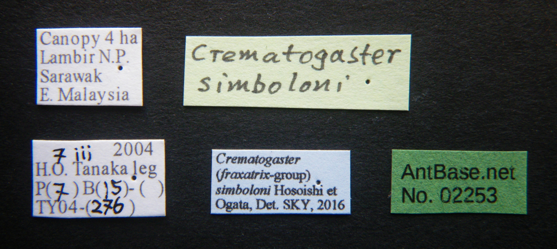 Crematogaster simboloni Hosoishi & Ogata Label