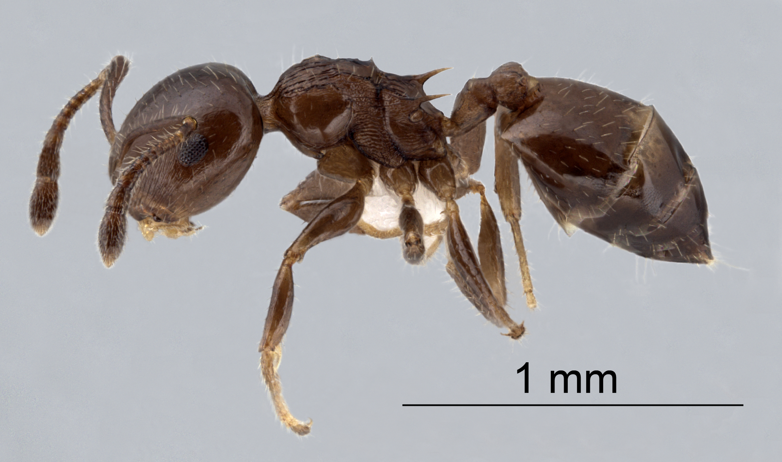 Foto Crematogaster simboloni Hosoishi & Ogata lateral