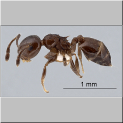 Crematogaster simboloni Hosoishi & Ogata lateral