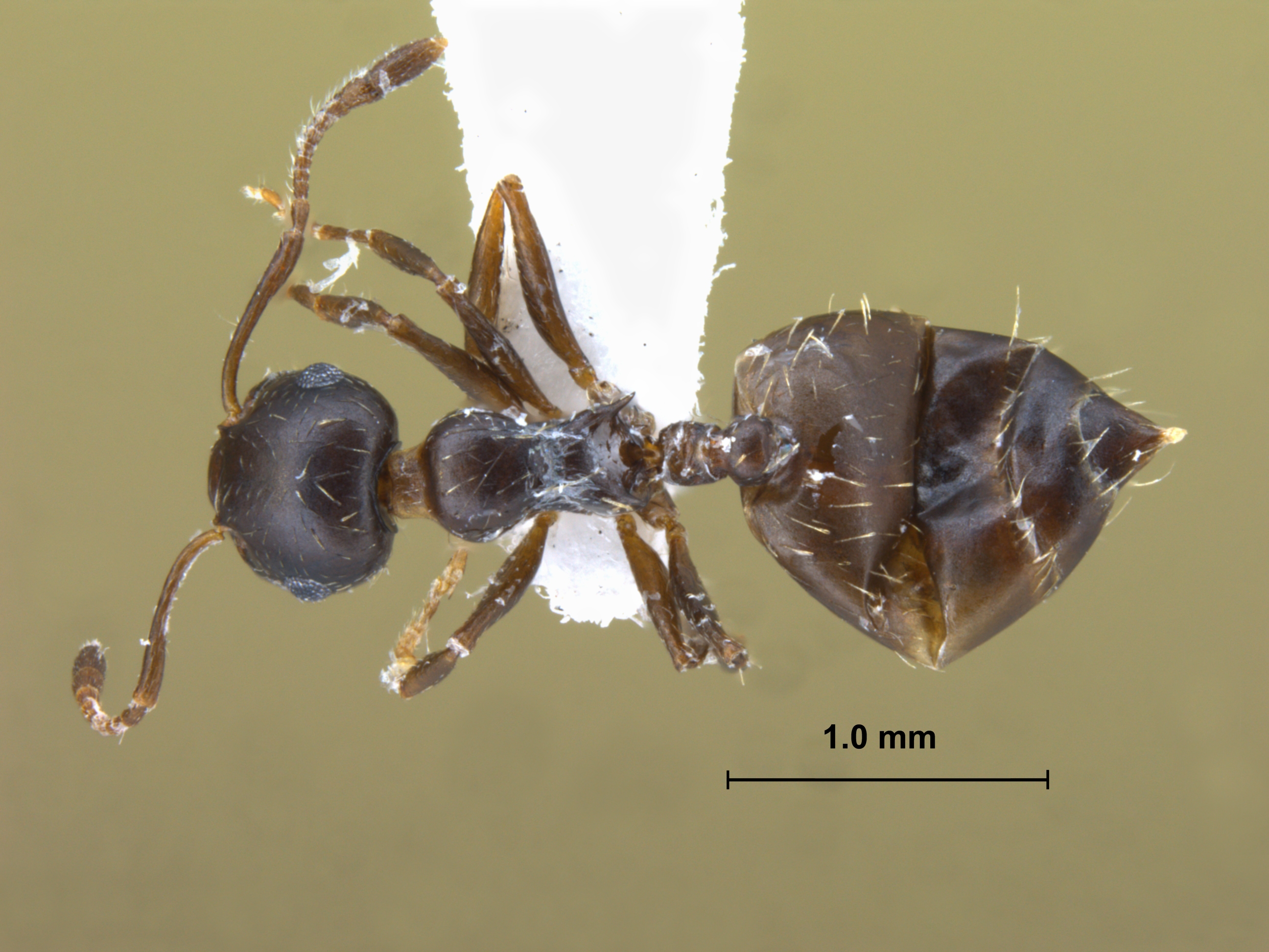 Foto Crematogaster sp. b dorsal