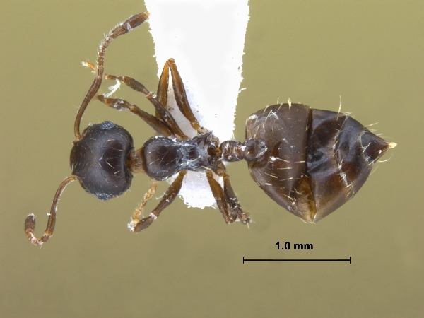 Crematogaster sp. b dorsal