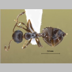 Crematogaster sp. b dorsal