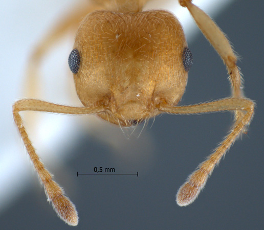 Crematogaster sp. a frontal