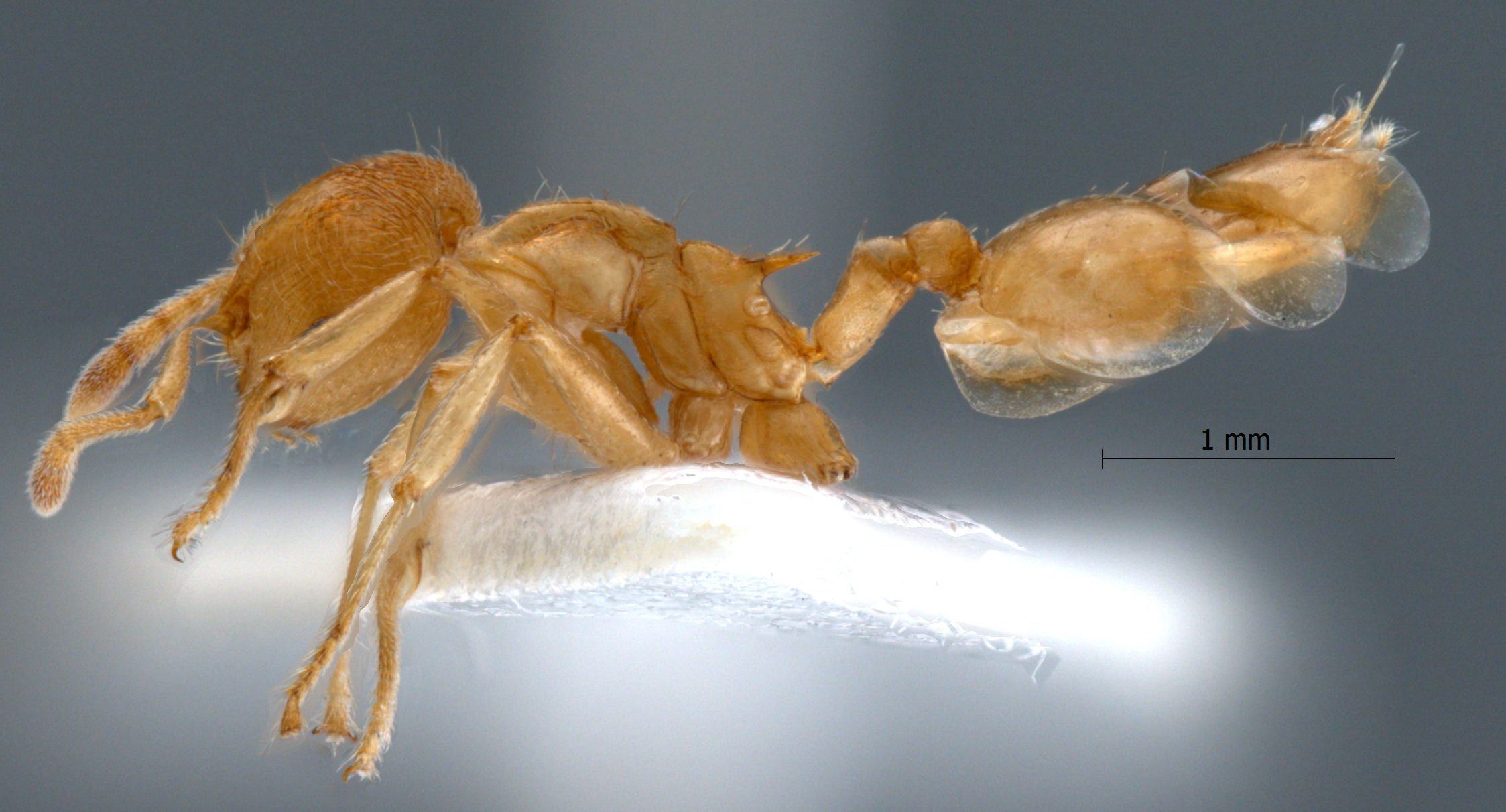 Foto Crematogaster sp. a lateral