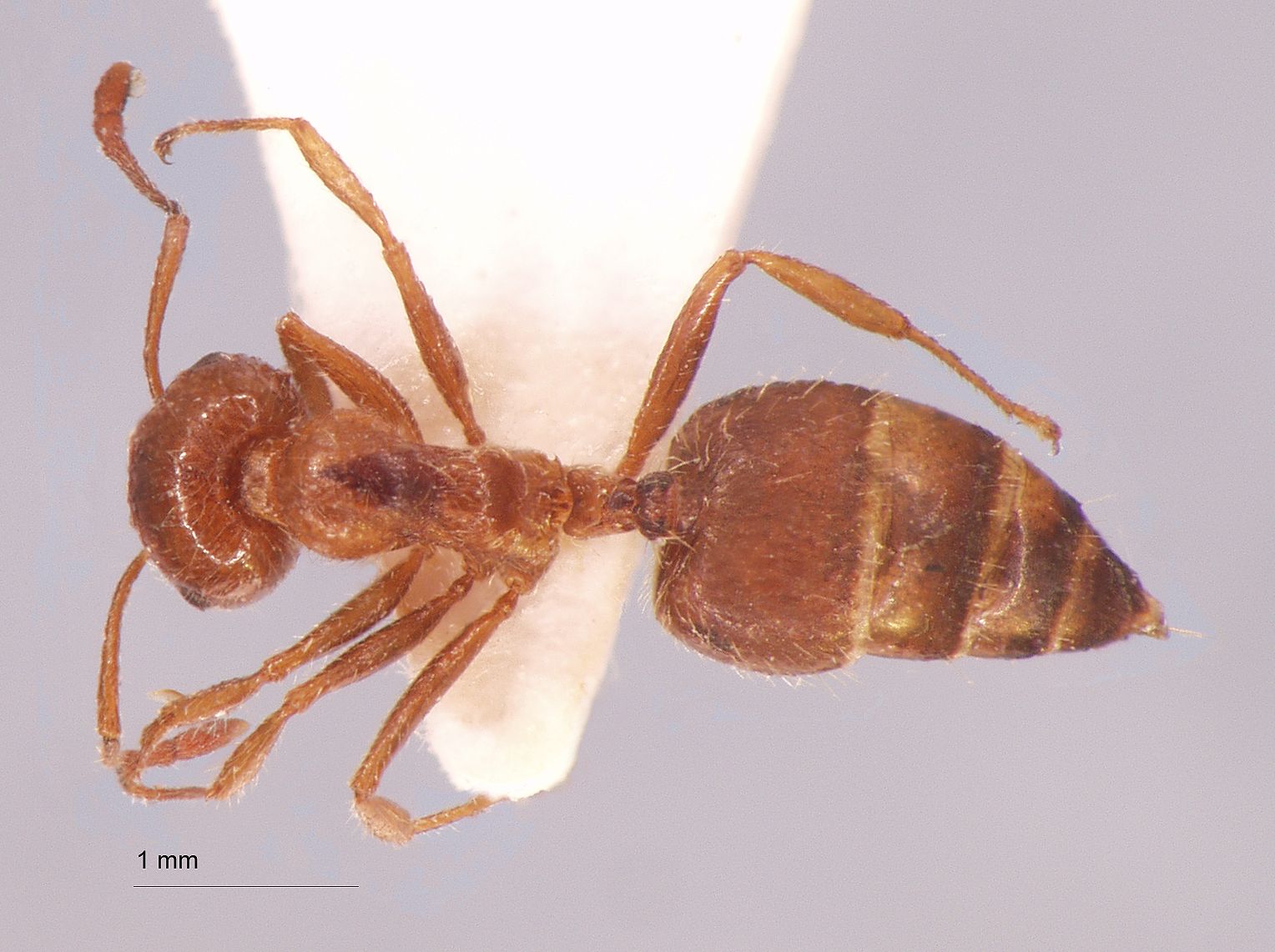 Foto Crematogaster subdentata Mayr, 1877 dorsal