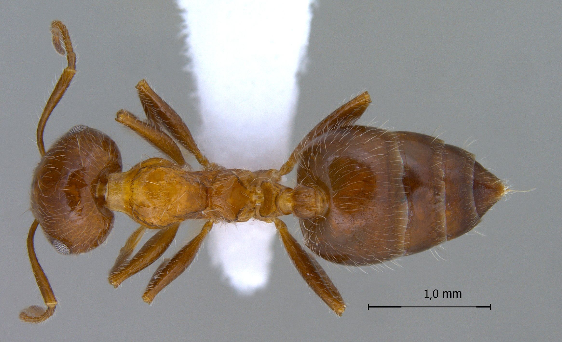 Foto Crematogaster subdentata Mayr, 1877 dorsal