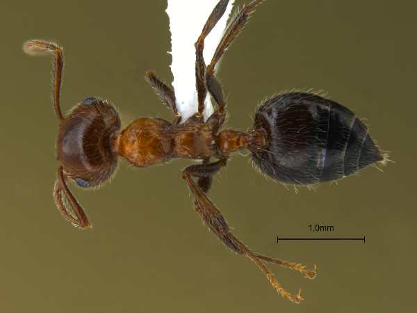 Crematogaster subdentata Mayr, 1877 dorsal