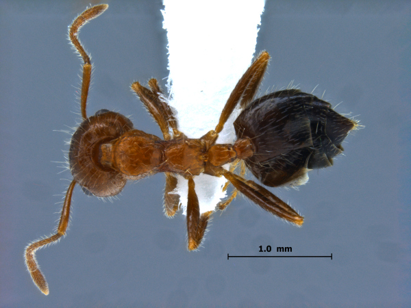 Crematogaster subdentata Mayr, 1877 dorsal