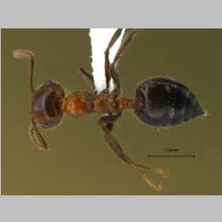 Crematogaster subdentata Mayr, 1877 dorsal